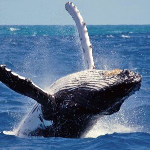 09 Day Experience in Sri Lanka - Go Lanka Tour