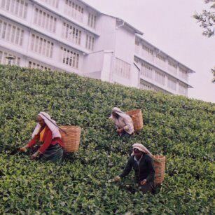 06 Day Experience in Sri Lanka - Go Lanka Tour