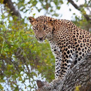 11 Day Experience in Sri Lanka - Go Lanka Tour