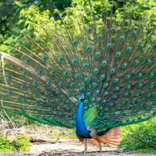 04 Day Experience in Sri Lanka - Go Lanka Tour