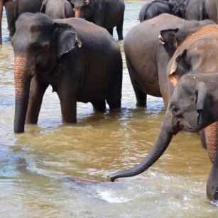 1 Day Experience in Sri Lanka - Go Lanka Tour