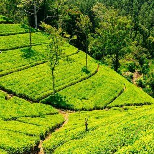 03 Day Experience in Sri Lanka - Go Lanka Tour