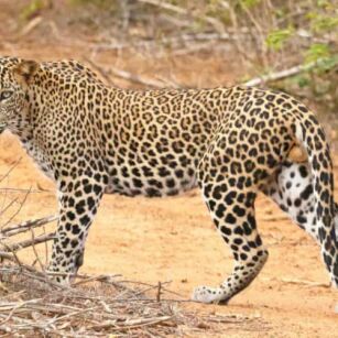06 Day Experience in Sri Lanka - Go Lanka Tour