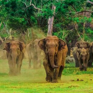 05 Day Experience in Sri Lanka - Go Lanka Tour