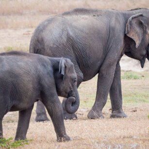 06 Day Experience in Sri Lanka - Go Lanka Tour