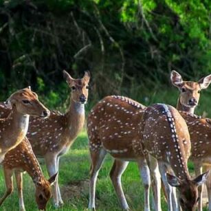 05 Day Experience in Sri Lanka - Go Lanka Tour