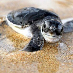 13 Day Experience in Sri Lanka - Go Lanka Tour